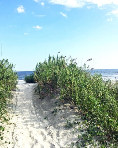 Sandy beach path lined with sea grass and dune vegetation leading to ocean under blue sky